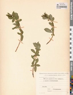 MAG 0005899
