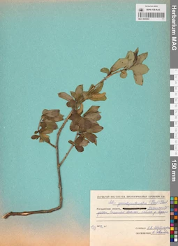 MAG 0005902