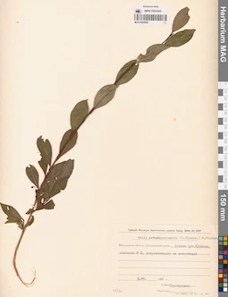MAG 0005906
