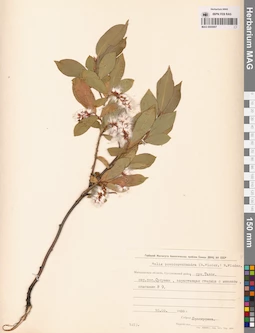 MAG 0005907
