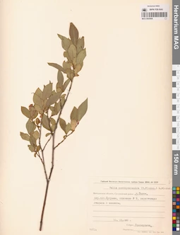 MAG 0005908