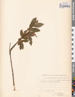 MAG 0005909