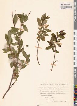 MAG 0005910