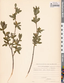 MAG 0005911