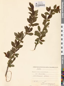 MAG 0005914