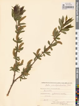 MAG 0005915