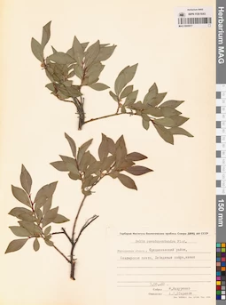 MAG 0005917