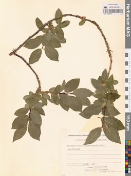MAG 0005918