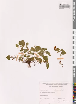 MAG 0004323