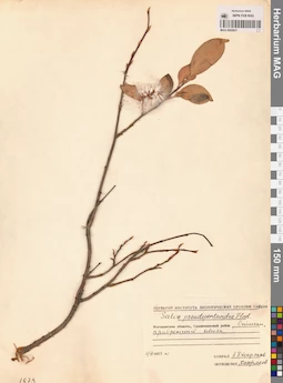 MAG 0005921