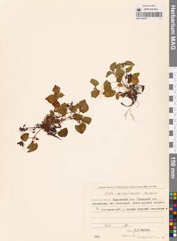 MAG 0004327
