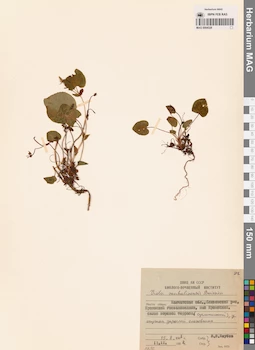 MAG 0004328