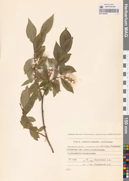 MAG 0005923