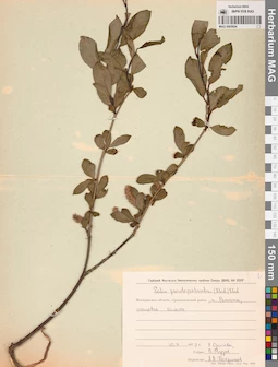 MAG 0005924