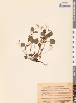 MAG 0004330