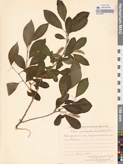 MAG 0005925