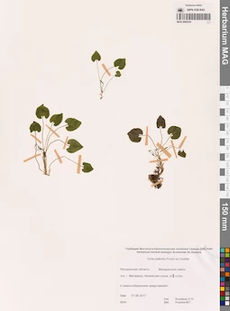 MAG 0004334