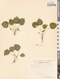 MAG 0004341