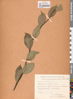 MAG 0005929