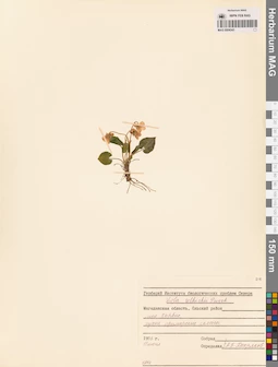 MAG 0004343