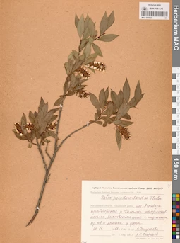 MAG 0005930