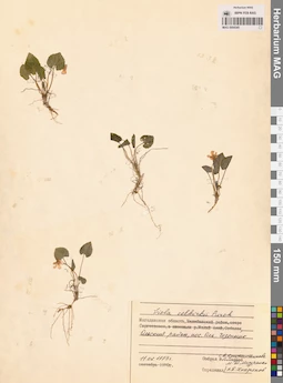 MAG 0004345