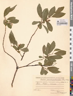 MAG 0005931