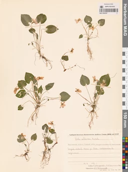 MAG 0004347