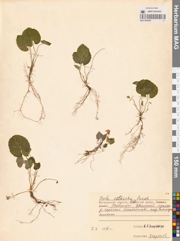 MAG 0004348