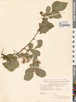 MAG 0005935