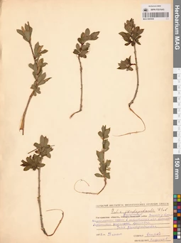 MAG 0005936