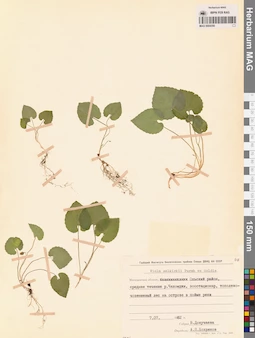 MAG 0004350