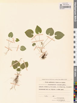 MAG 0004351
