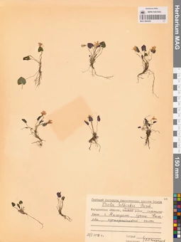 MAG 0004352
