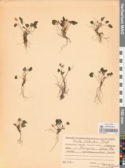 MAG 0004353