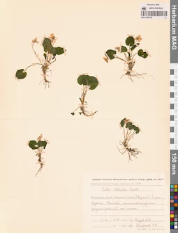 MAG 0004356