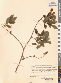 MAG 0005942