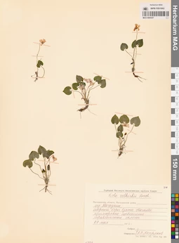 MAG 0004357