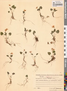 MAG 0004358