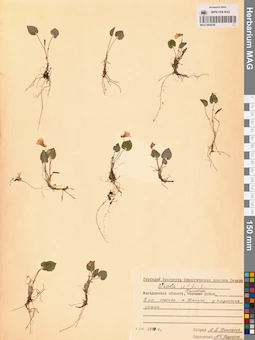 MAG 0004359