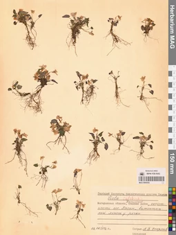 MAG 0004362
