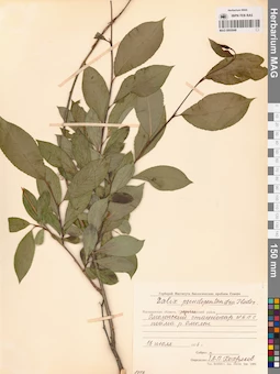 MAG 0005948