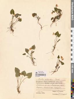 MAG 0004363