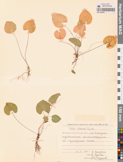 MAG 0004364