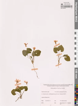 MAG 0004366