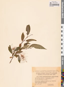 MAG 0005952