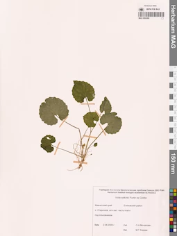 MAG 0004368