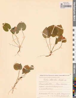 MAG 0004370