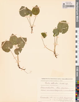 MAG 0004371