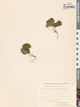 MAG 0004373
